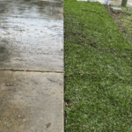 Freshly installed Palmetto St. Augustine grass