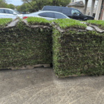 Two pallets of Palmetto St. Augustine grass