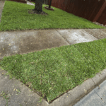 Freshly installed Palmetto St. Augustine grass
