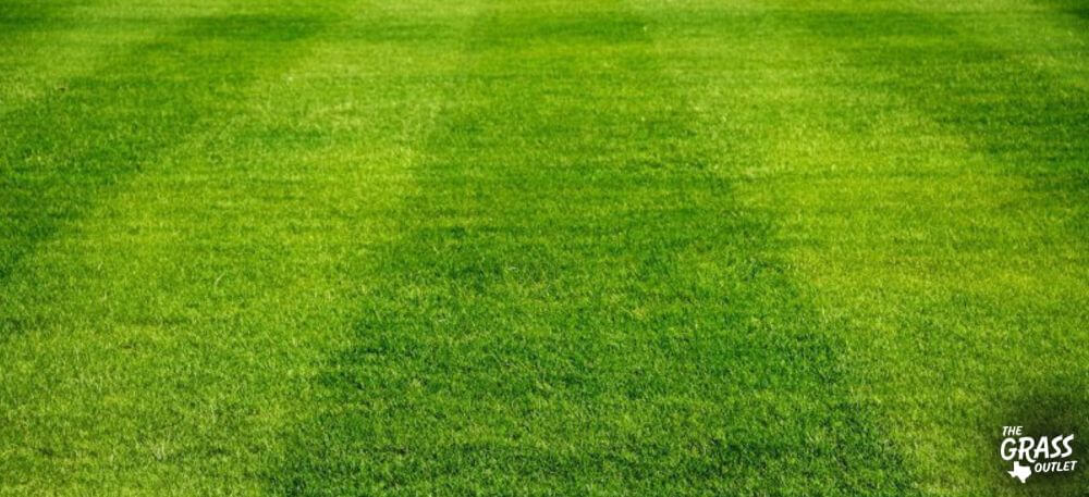 Soccer field grass