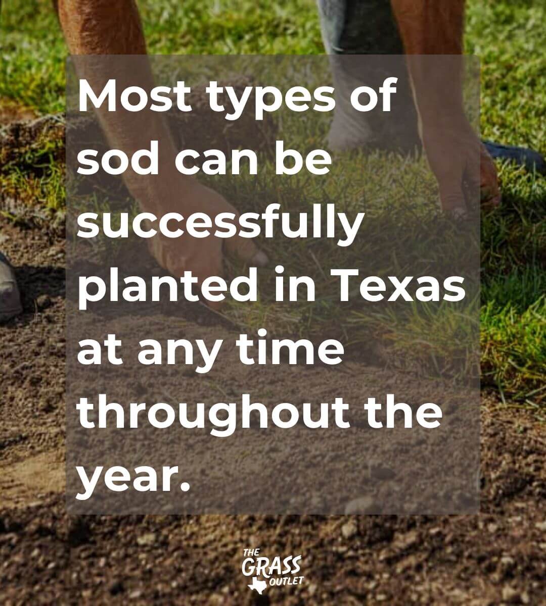 Sod can be installed at any time throughout the year