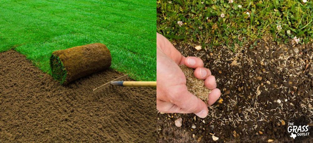 Sod vs Seed