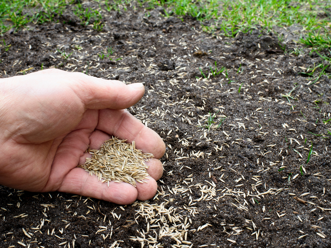 Césped frente a semillas