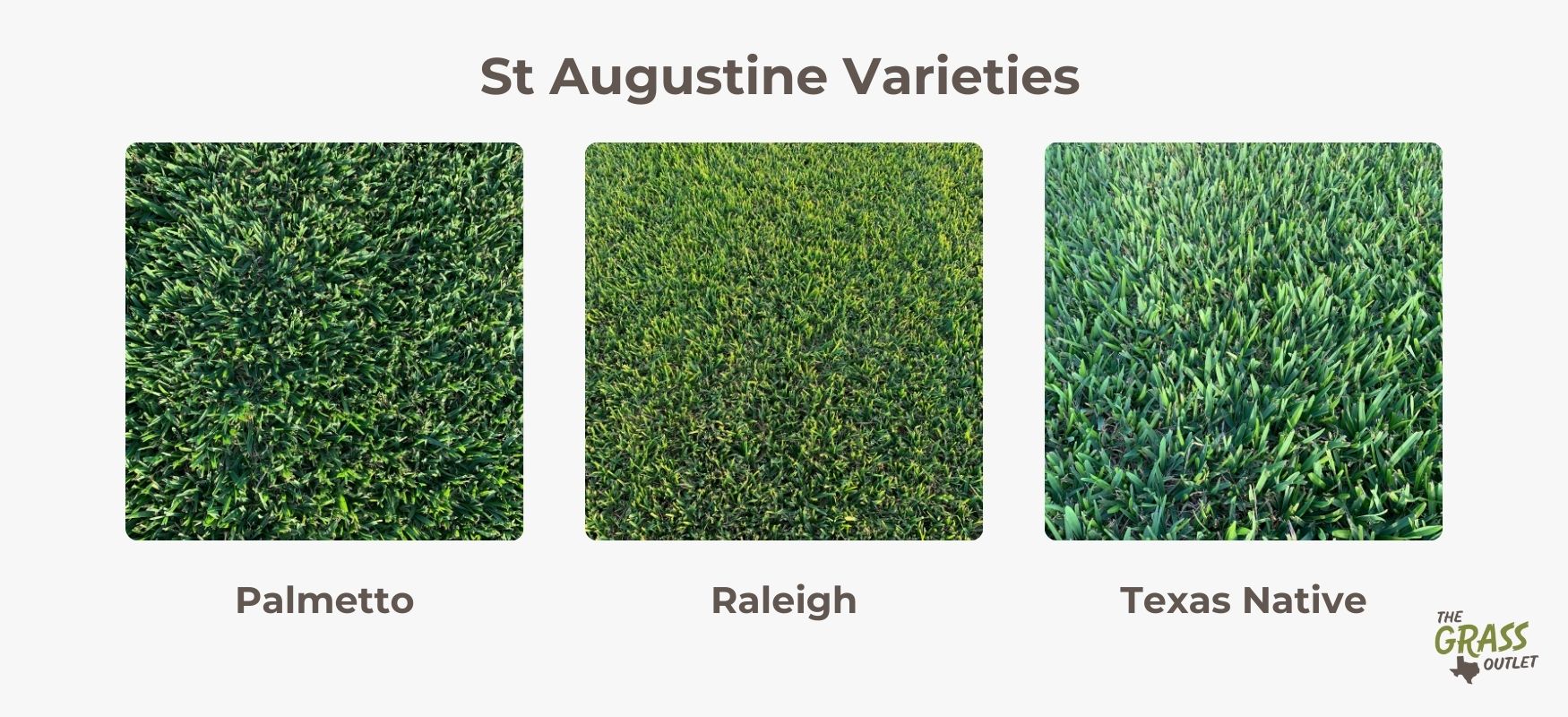 St Augustine Varieties