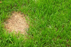 Dollar spot grass