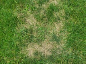 Summer Lawn Diseases Dollar spot grass
