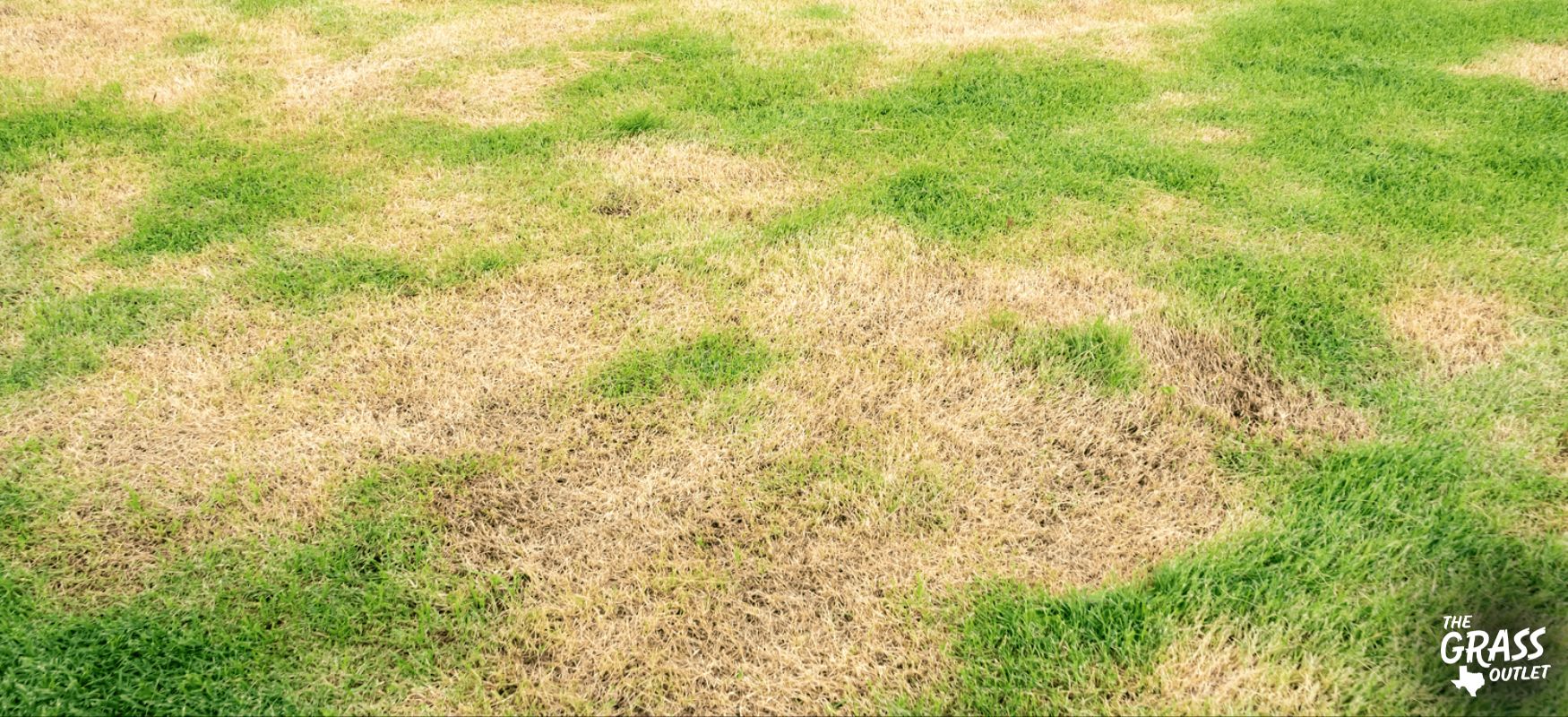 Summer lawn patch