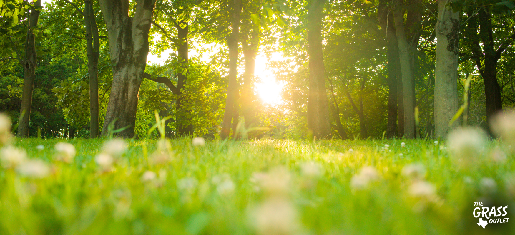 Sunlight - Factors Affecting Planting Success