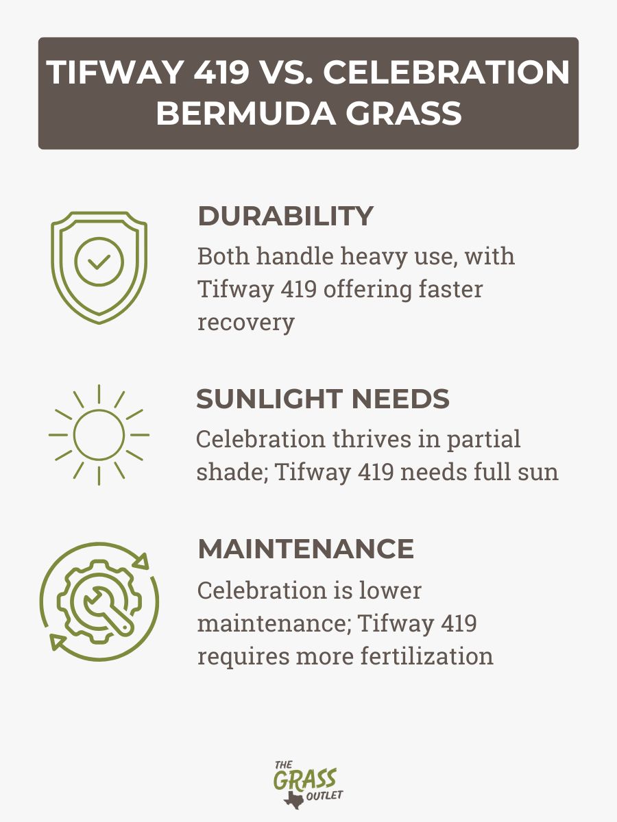 TIFWAY 419 VS. CELEBRATION BERMUDA GRASS