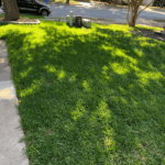 Freshly installed Texas Native St. Augustine grass