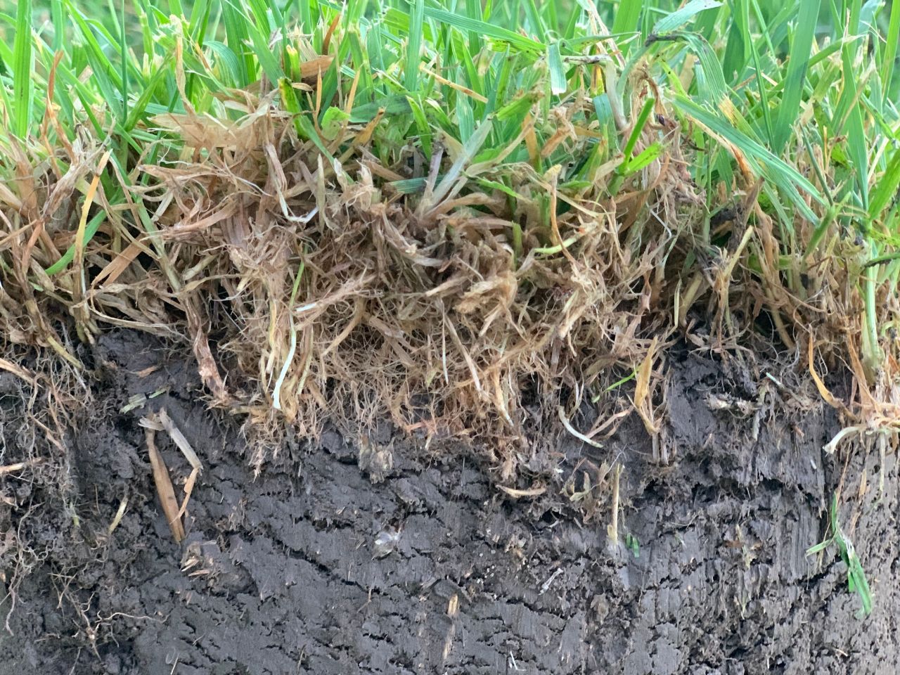Thatch in the grass