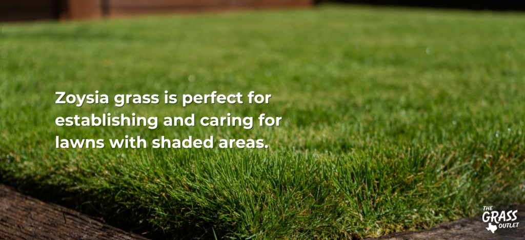 Establishing Zoysia in shaded area