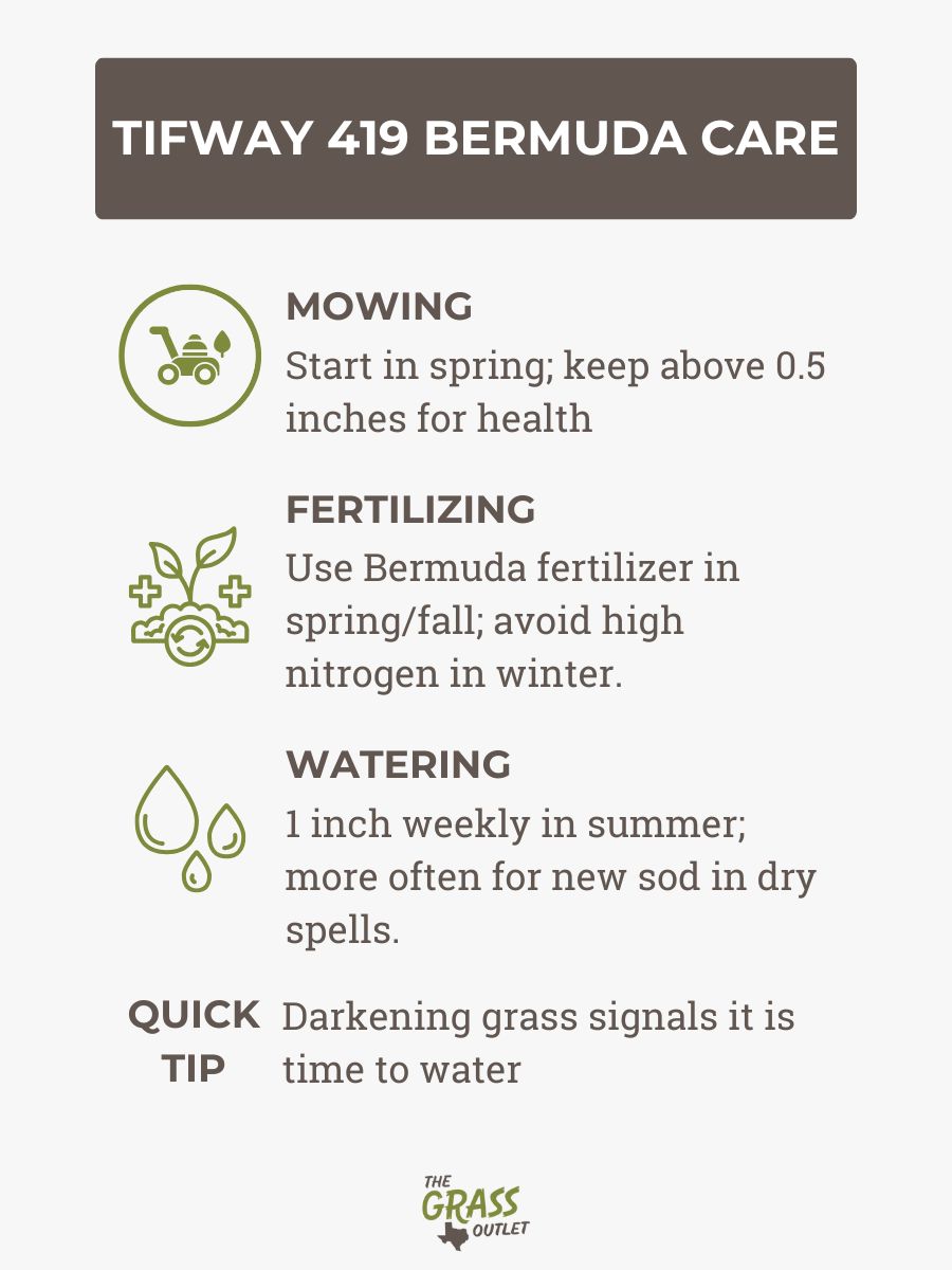 Tifway 419 Bermuda Care