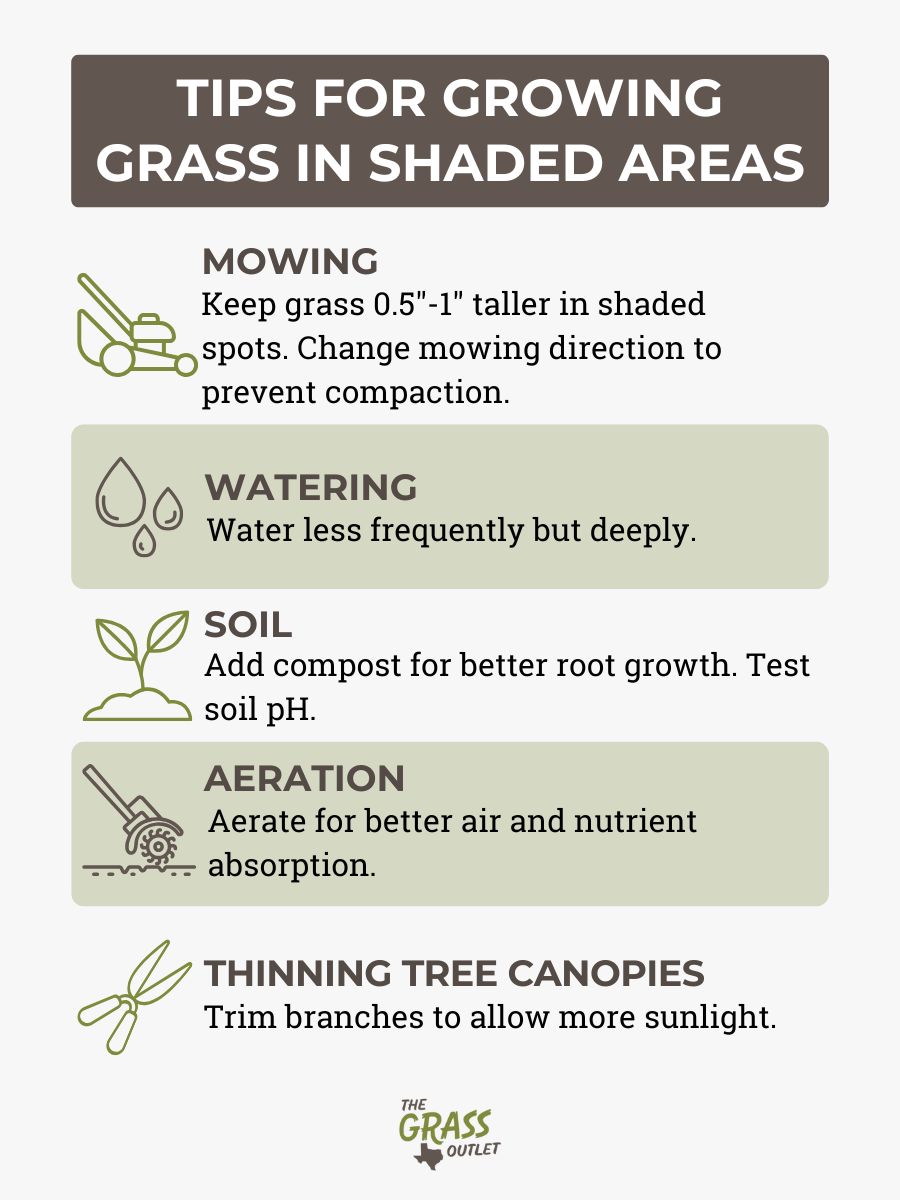 Tips for growing grass in shaded areas