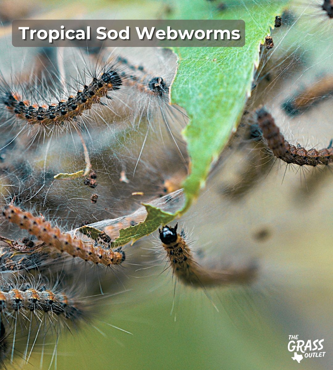 Tropical Sod Webworms