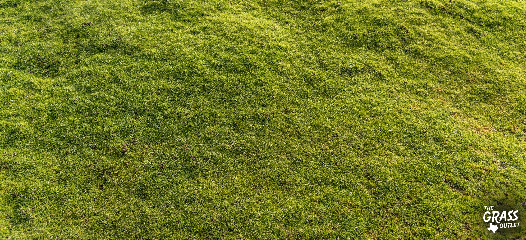 Uneven lawn