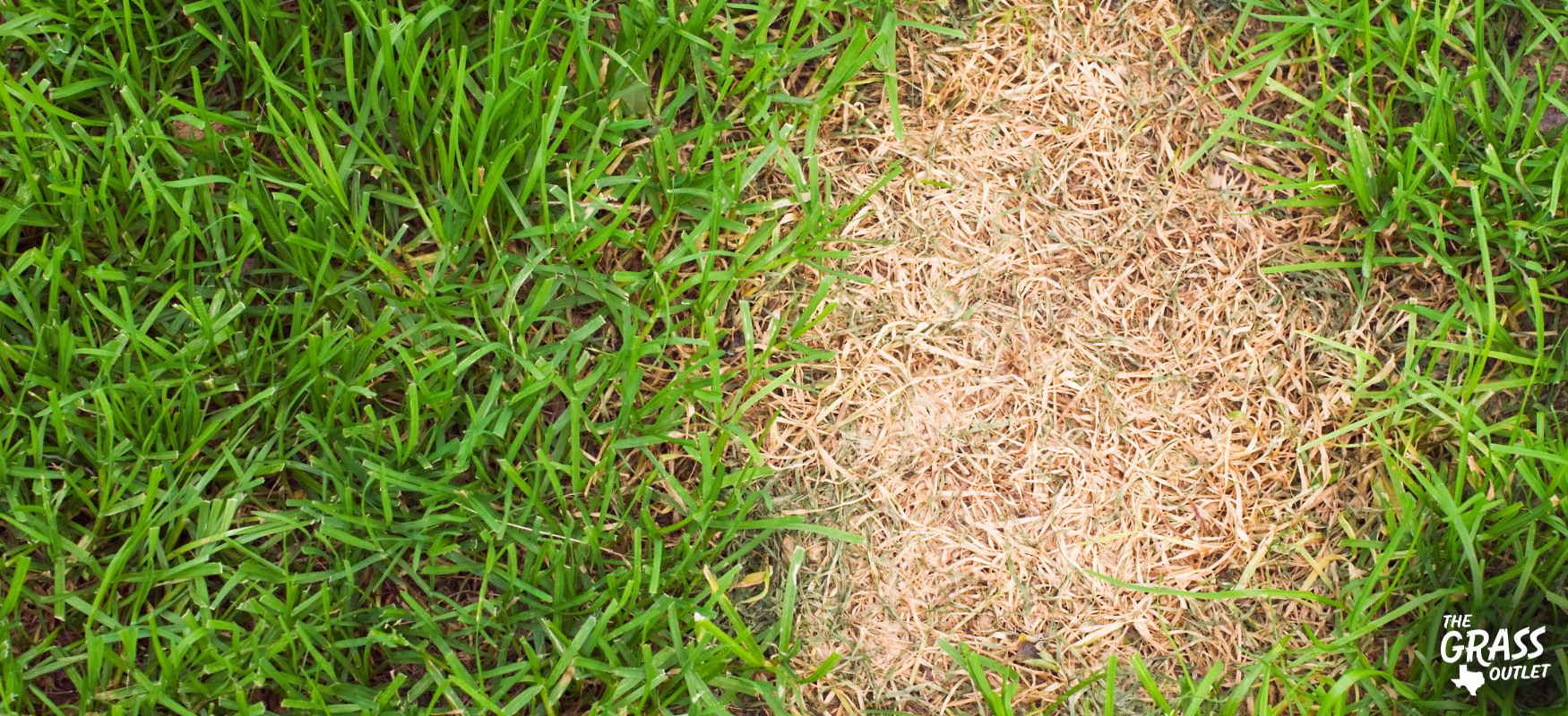 Unhealthy lawn after mowing