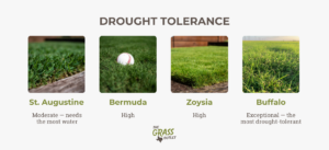 drought tolerance for each grass category we sell