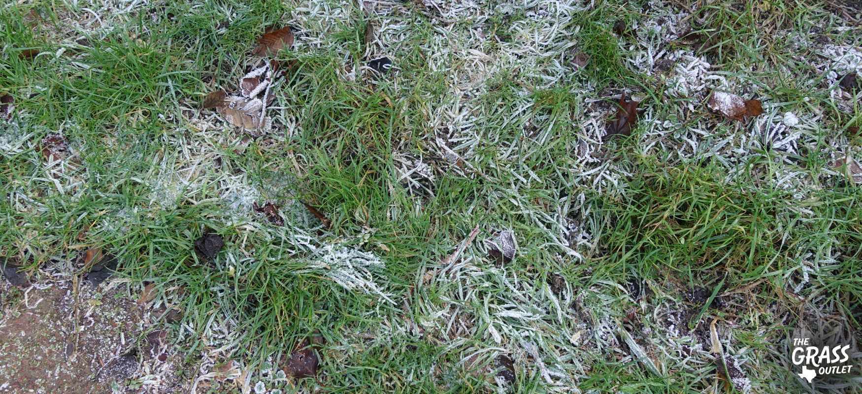 Winter lawn care