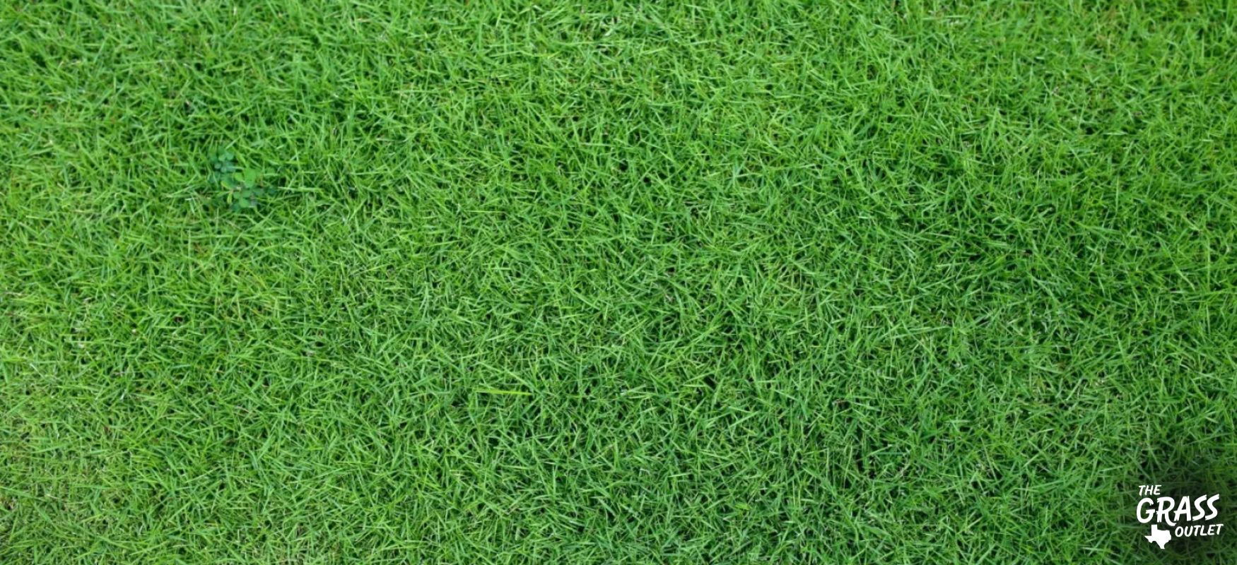 Zoysia