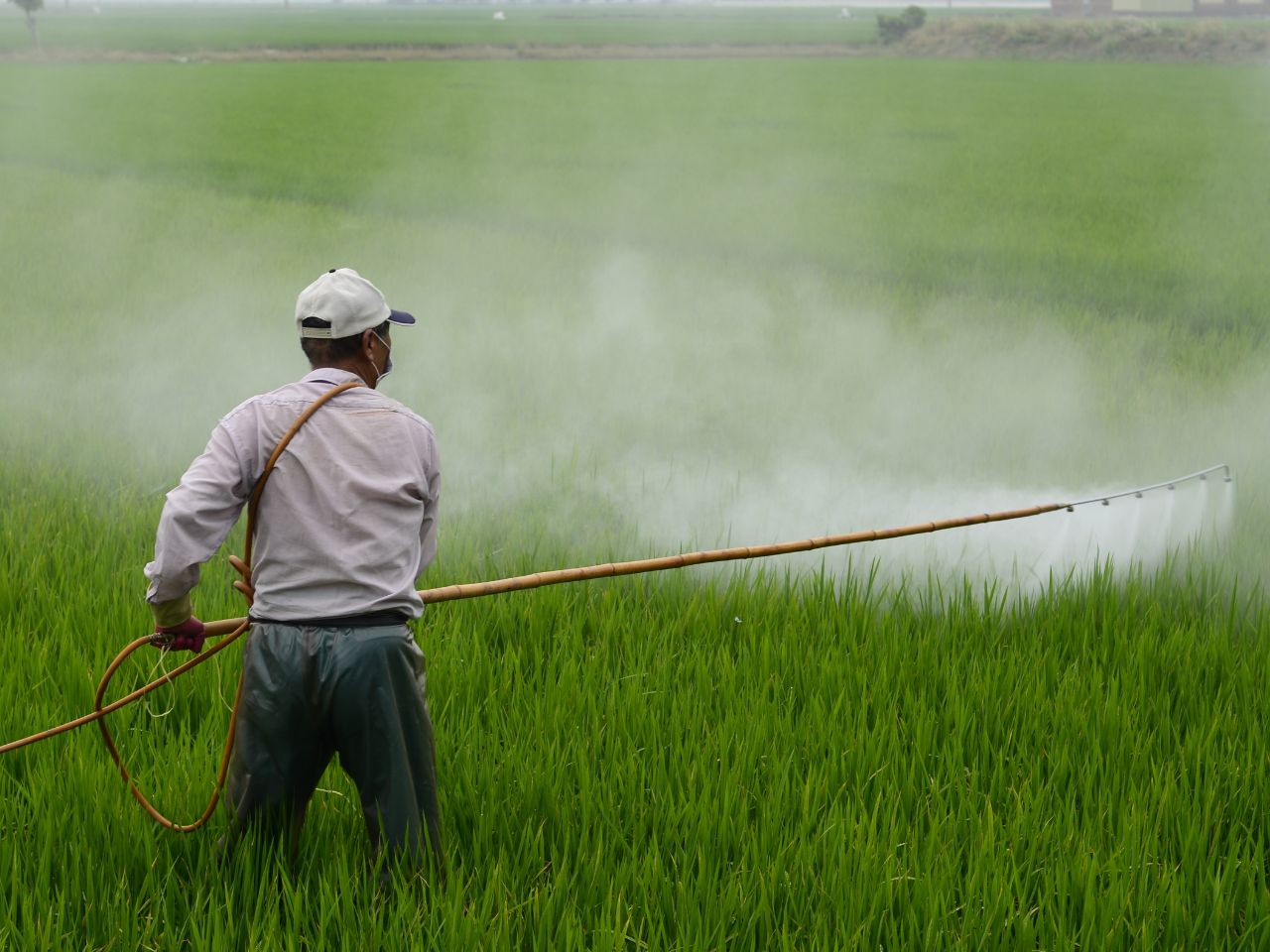 all about pre-emergent herbicides, grass in sunset