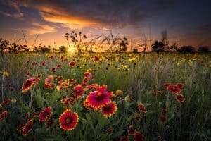 spring grass with flowers