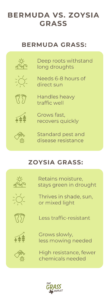 Visual that offers a comparison of bermuda and zoysia grass