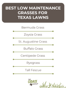 Visual showing best low maintenance grass varieties for Texas