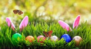 bunnies hiding behind grass in austin