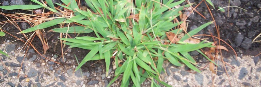 crabgrass texas