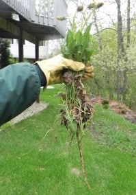 dandelion root