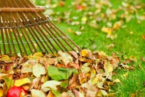 leaves raked up