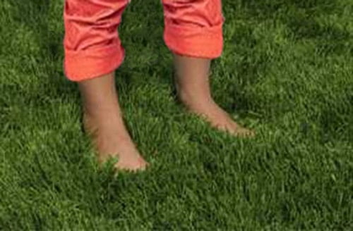 Bare feet in Lush Zorro Zoysia