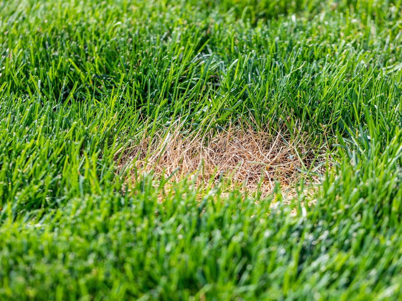 lawn hot spots during summer