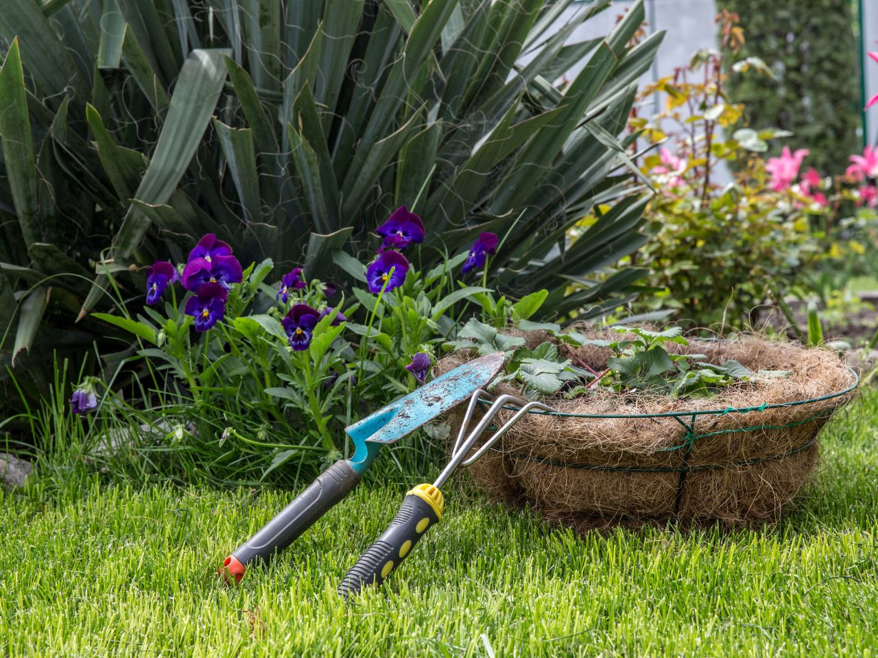 Grass in a Texas culdesac