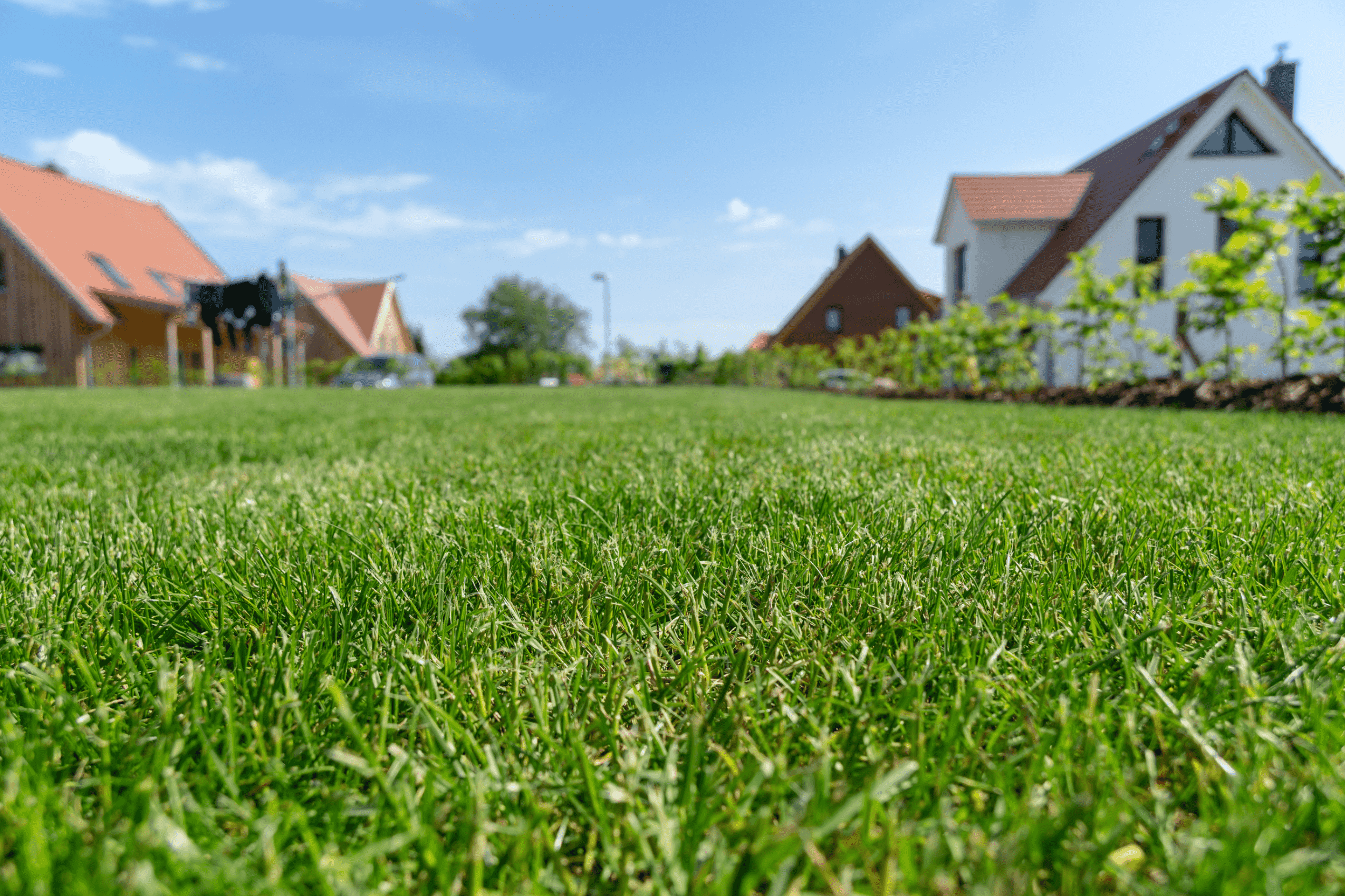 Grass in a Texas culdesac