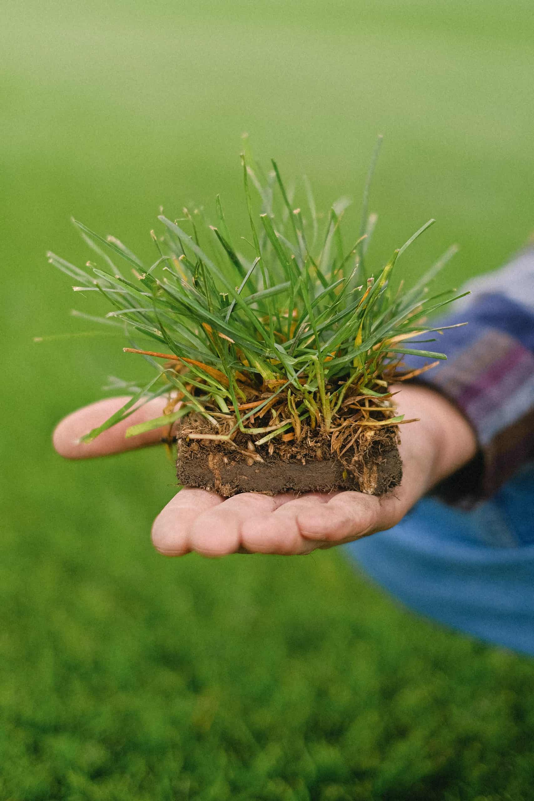 Planting Grass