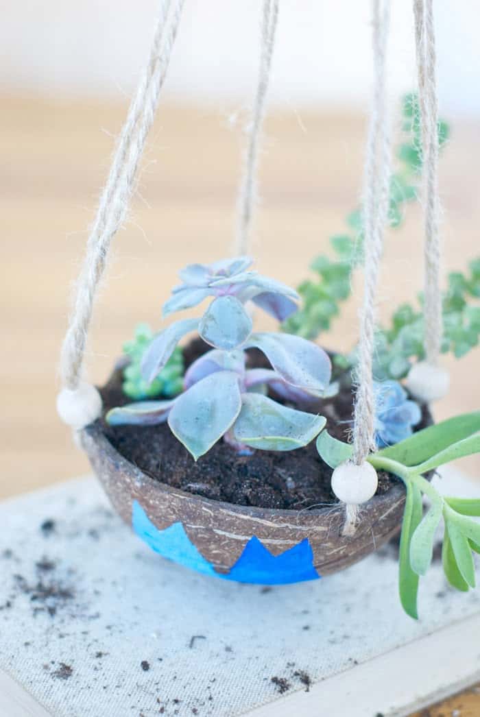 Hanging planter made from a coconut shell