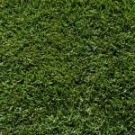 Palisades Zoysia Grass Top