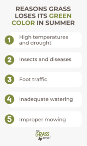 Visual showing reasons why grass loses green color in summer 