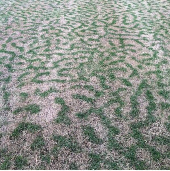 tiger stripes on warm season grass