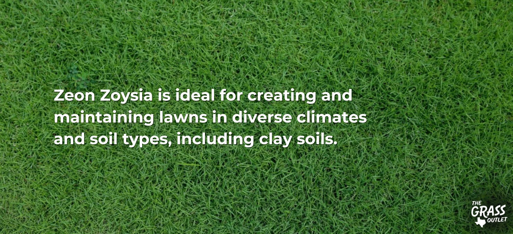 zeon zoysia ideal for clay soils
